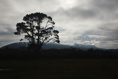 NZ-TranzScenic-4108