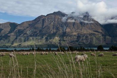 Wakatipu-5719