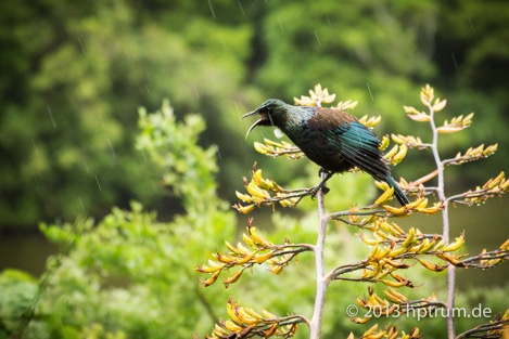 Zealandia-2341